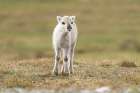 Norway, Svalbard. Close-up of reindeer calf. Art Print